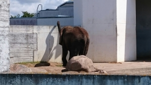 Myös kahdesta muusta lajitoverista eristetty norsu näytti apaattiselta; haisteli muurin yli ja keinui paikallaan stressaantuneen oloisena.